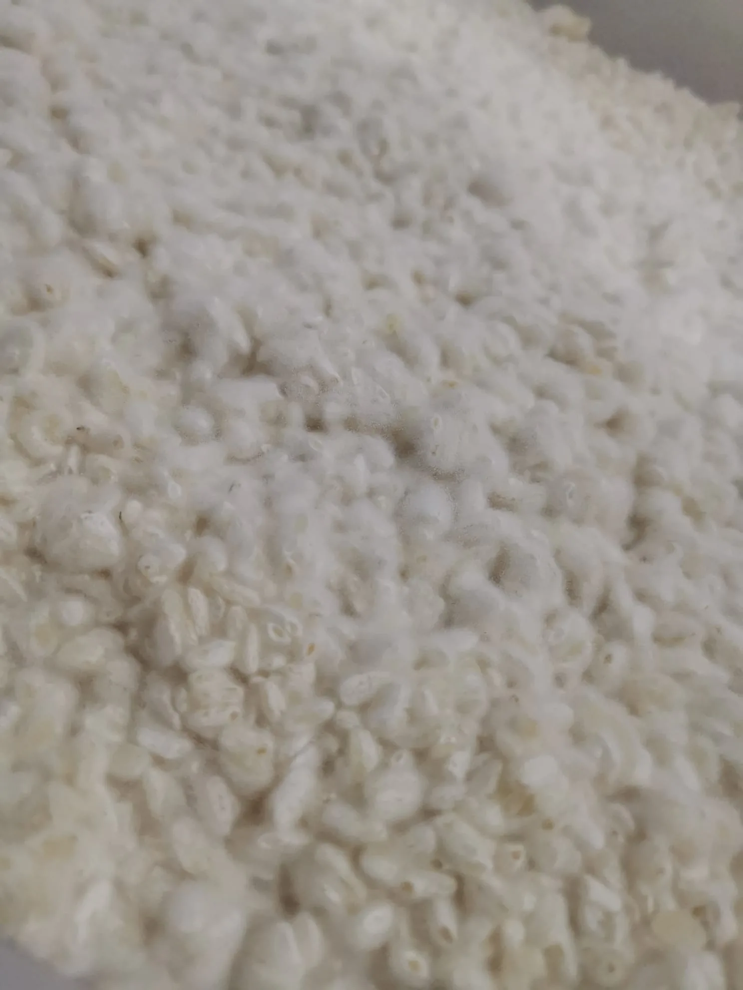 Arroz inoculado com koji - micélio a cobrir o grão