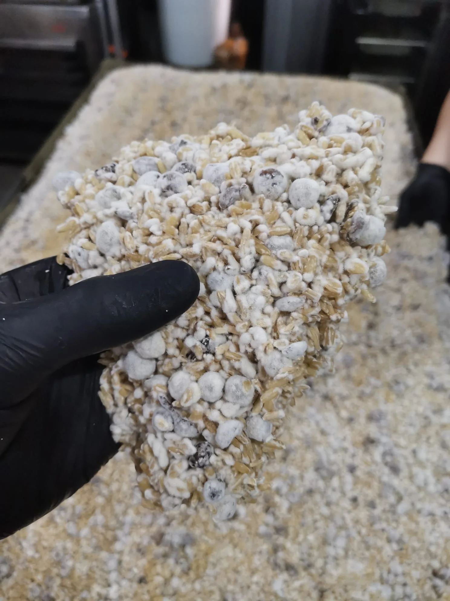 Bloco de koji - grão coberto pelo micélio branco do Aspergillus oryzae