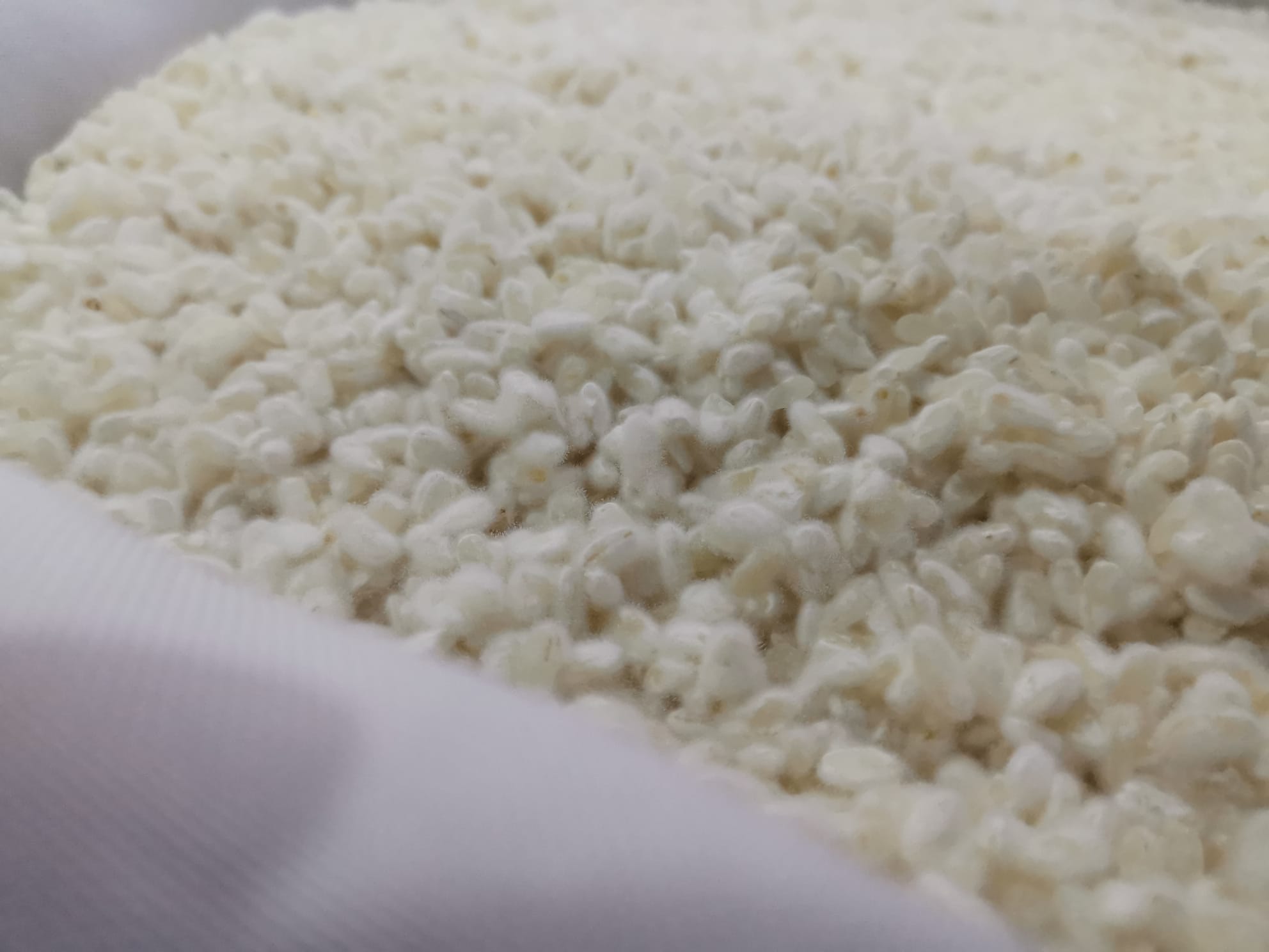 Tabuleiro de koji de arroz pronto a ser trabalhado