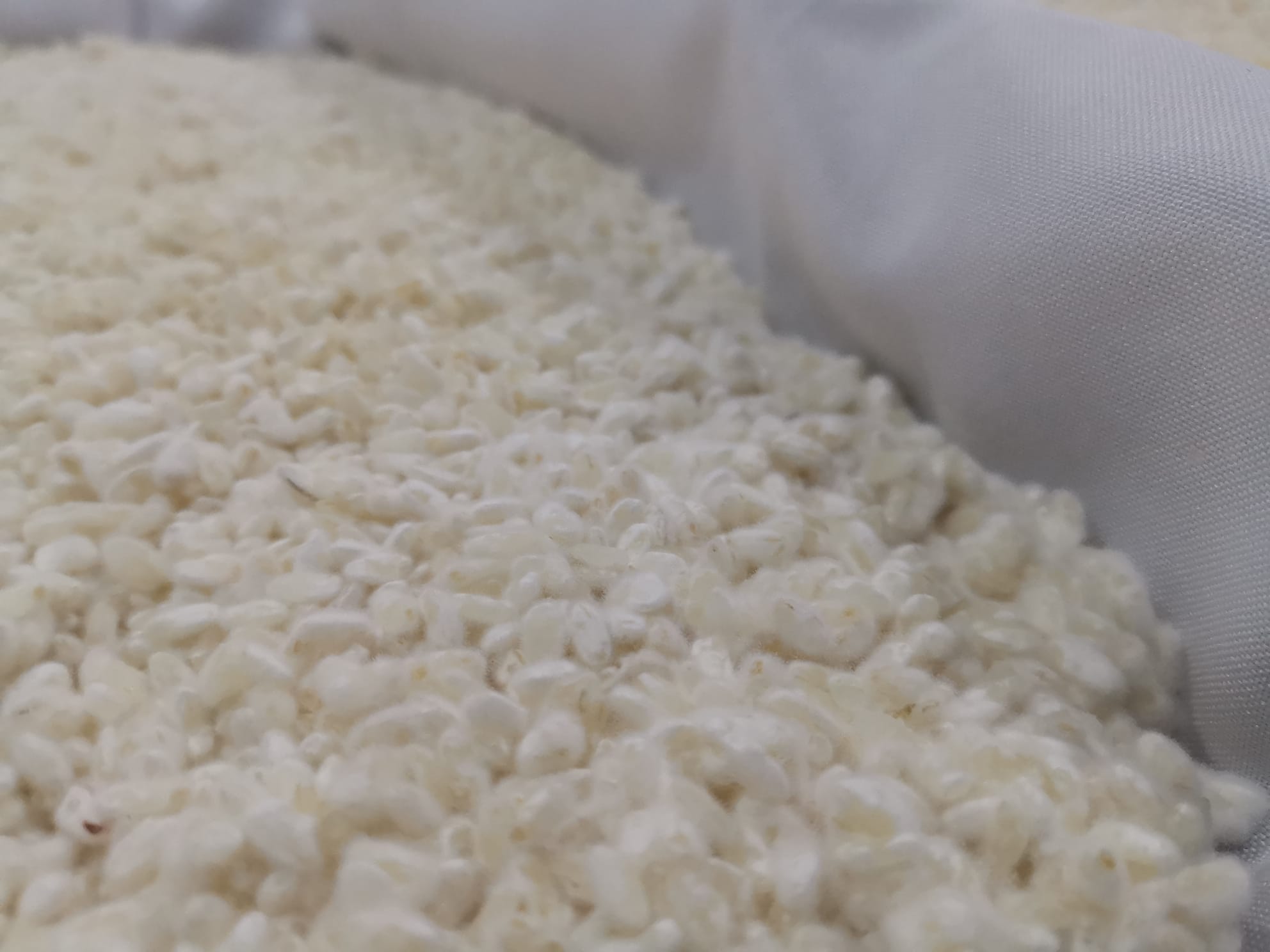 Koji de arroz em tabuleiro, pronto a usar
